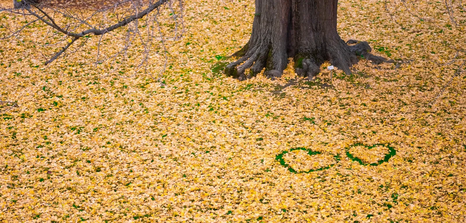 Ginkgo Tree leaves and hearts